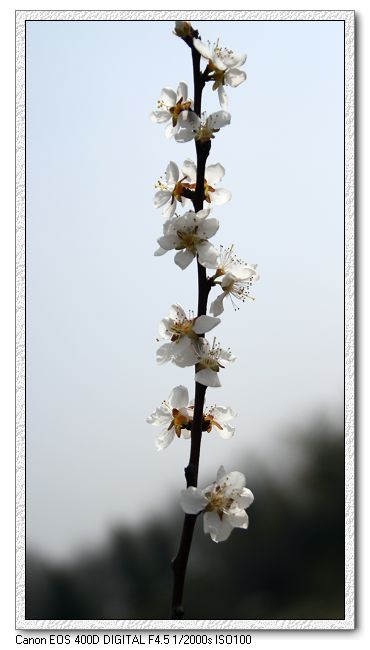 梅花朵朵开