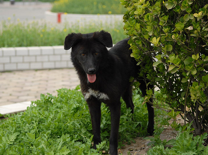 爱犬巴哥