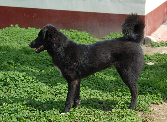 爱犬巴哥