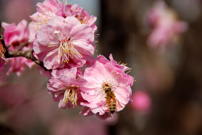 [原创]我与花儿有个约会