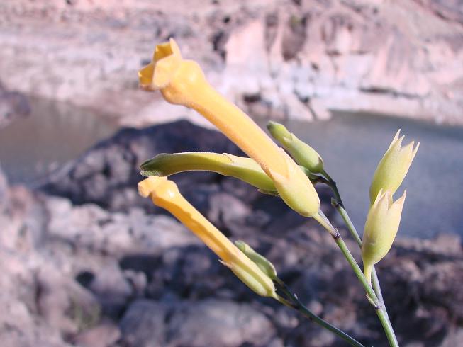 [原创]这是小麦开花吗?