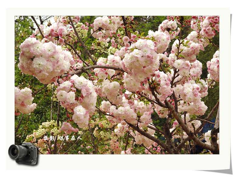 春 桃 一 片 花 如 海, 千 树 万 树 迎 风 开 [