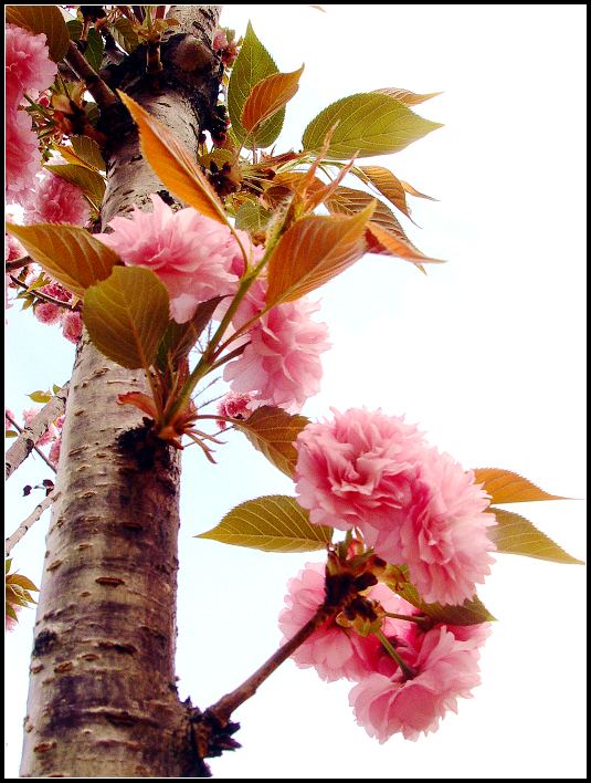 春 桃 一 片 花 如 海, 千 树 万 树 迎 风 开 [