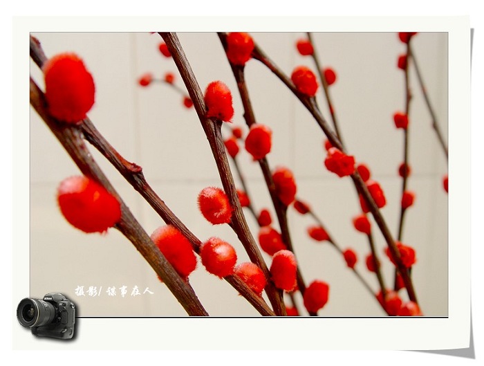 春 桃 一 片 花 如 海, 千 树 万 树 迎 风 开 [