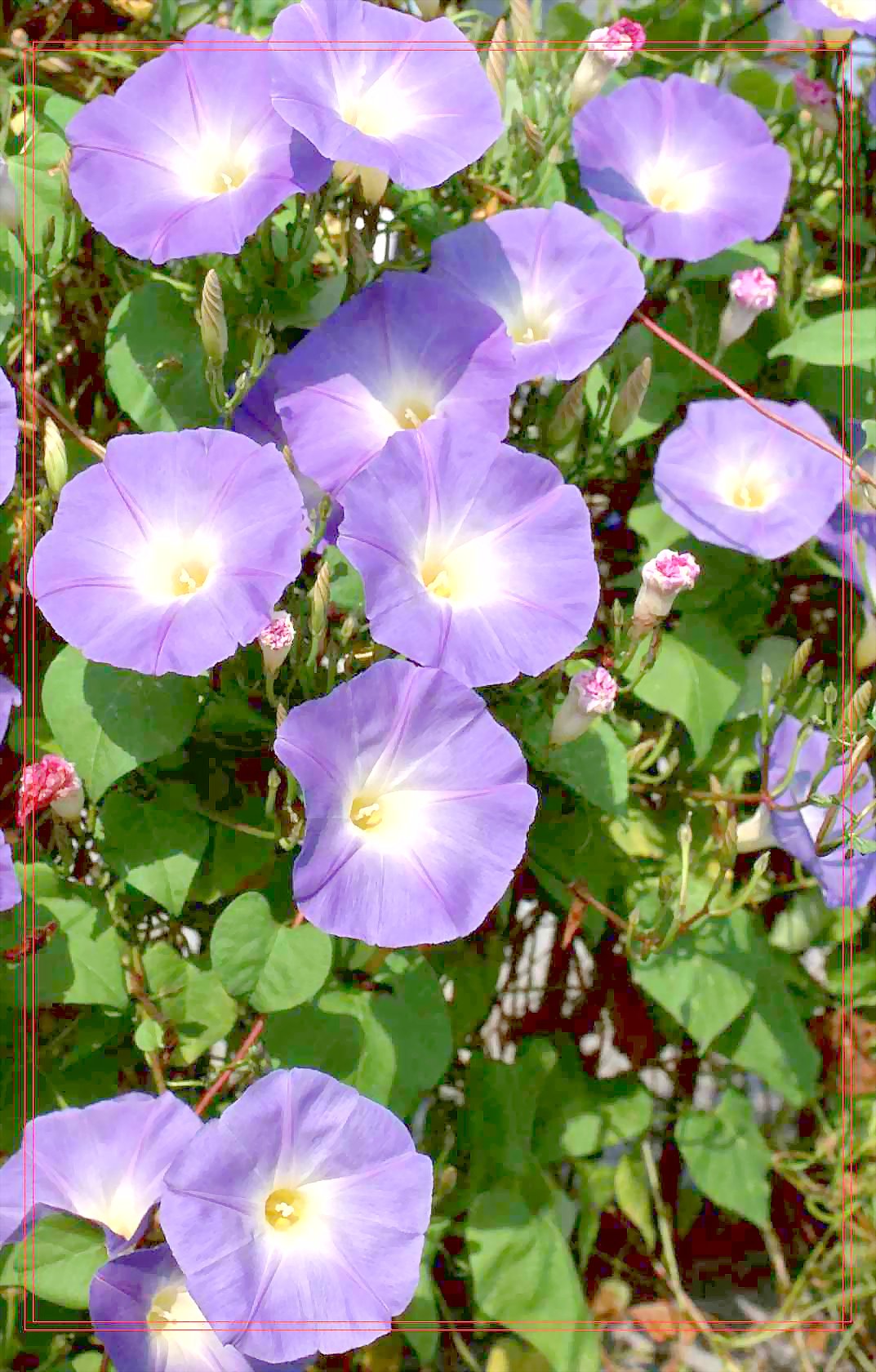 牵牛花