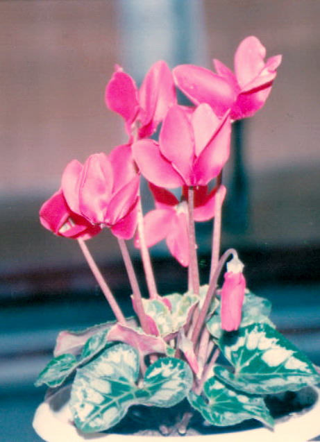 习作花卉