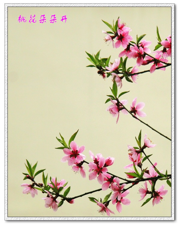 桃花朵朵开