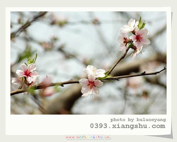 春天花会开