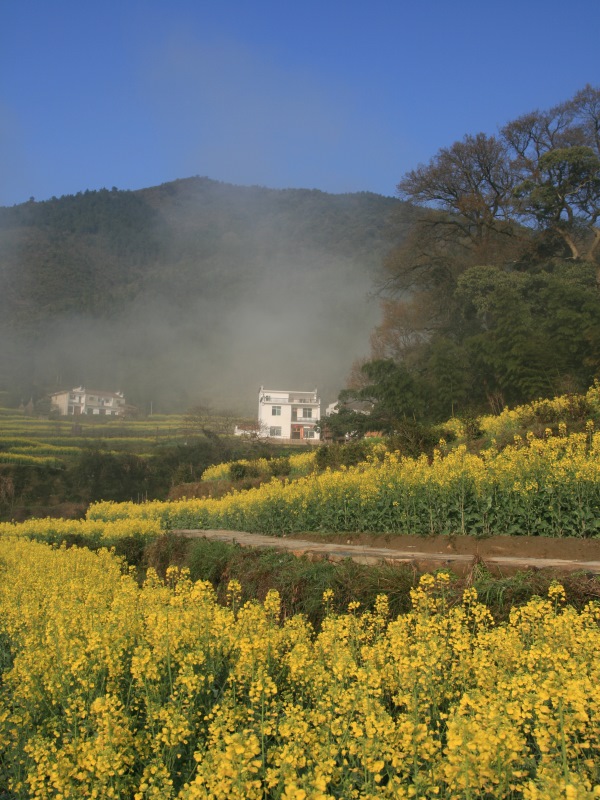 婺源江岭的油菜花