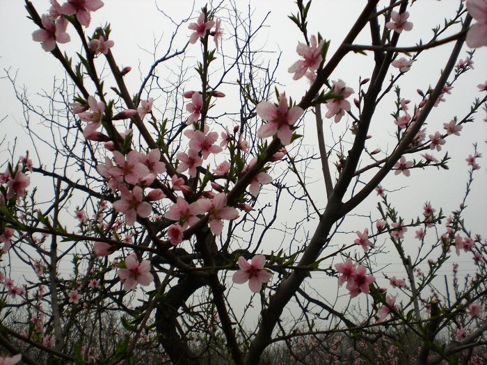 桃花春色暖先开，明媚谁人不看来。