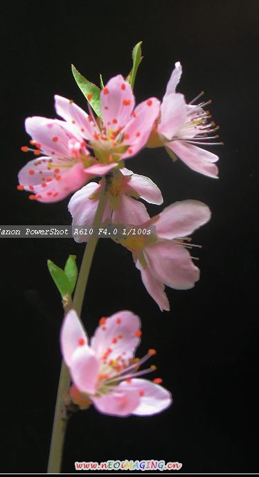 一组挑花