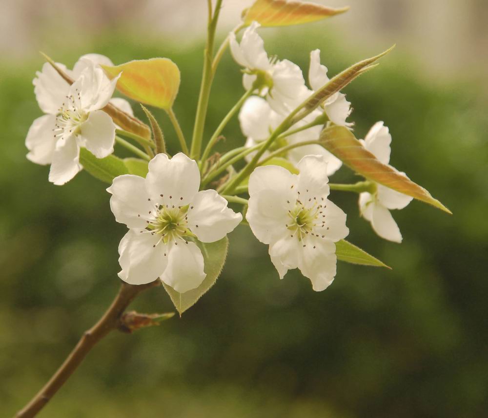 花