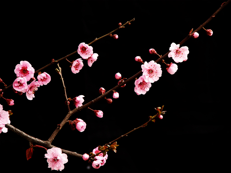 蕊