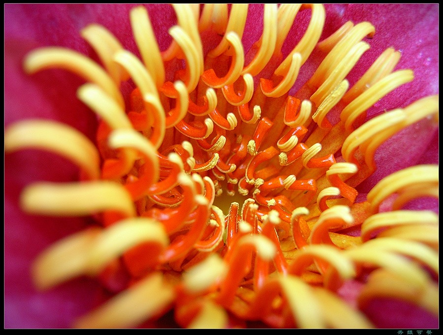 花果昆虫一组