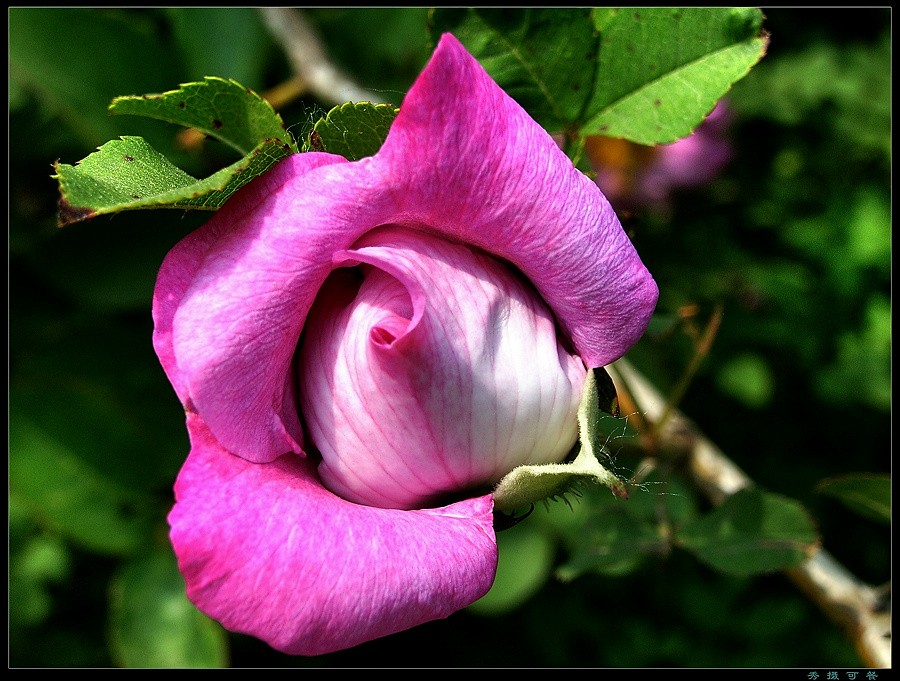 花果昆虫一组