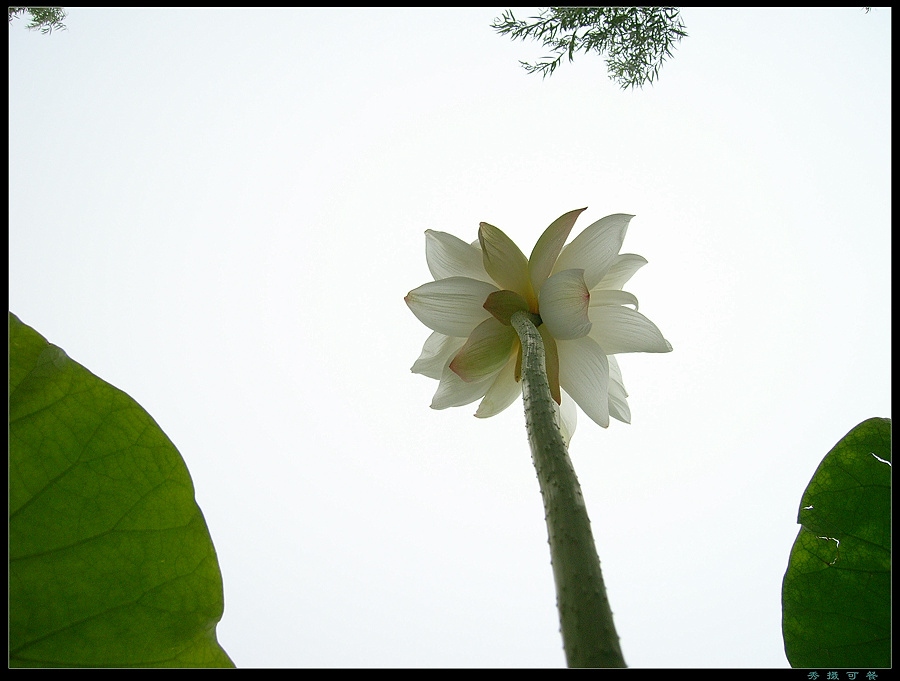 花果昆虫一组