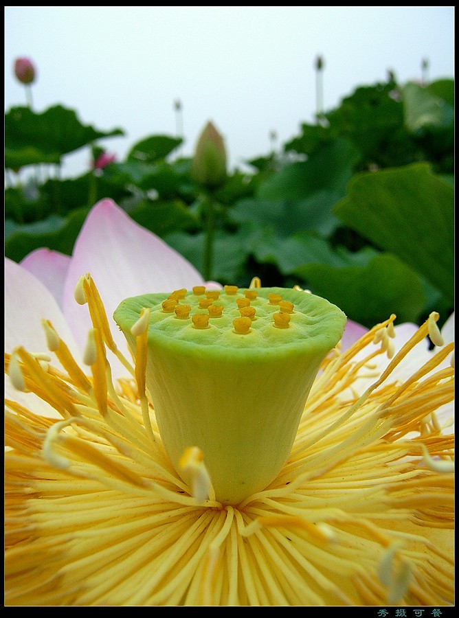花果昆虫一组