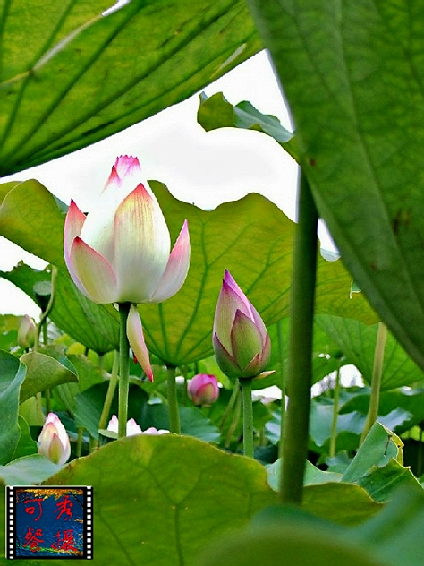 花果昆虫一组