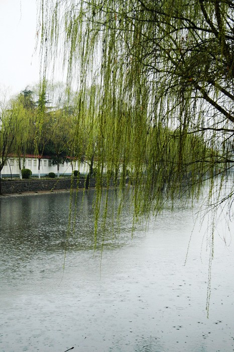 春天已来临