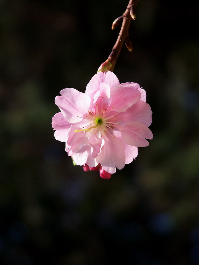 樱花2