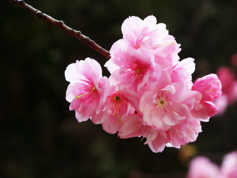 樱花2