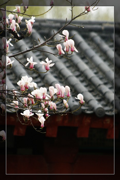 玉兰