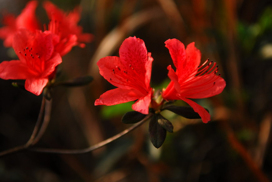 花花草草