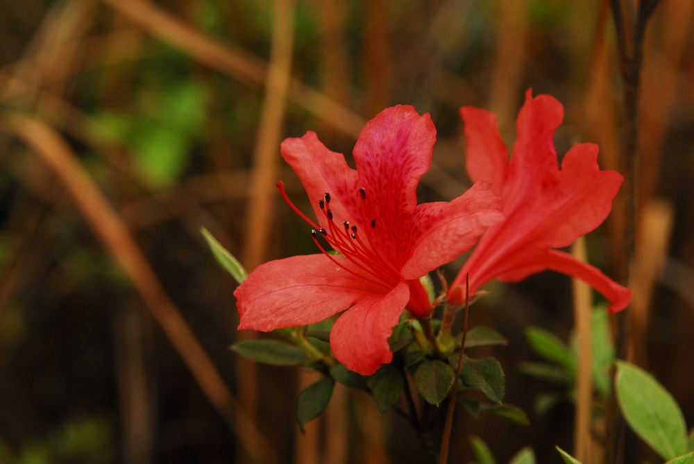 花花草草
