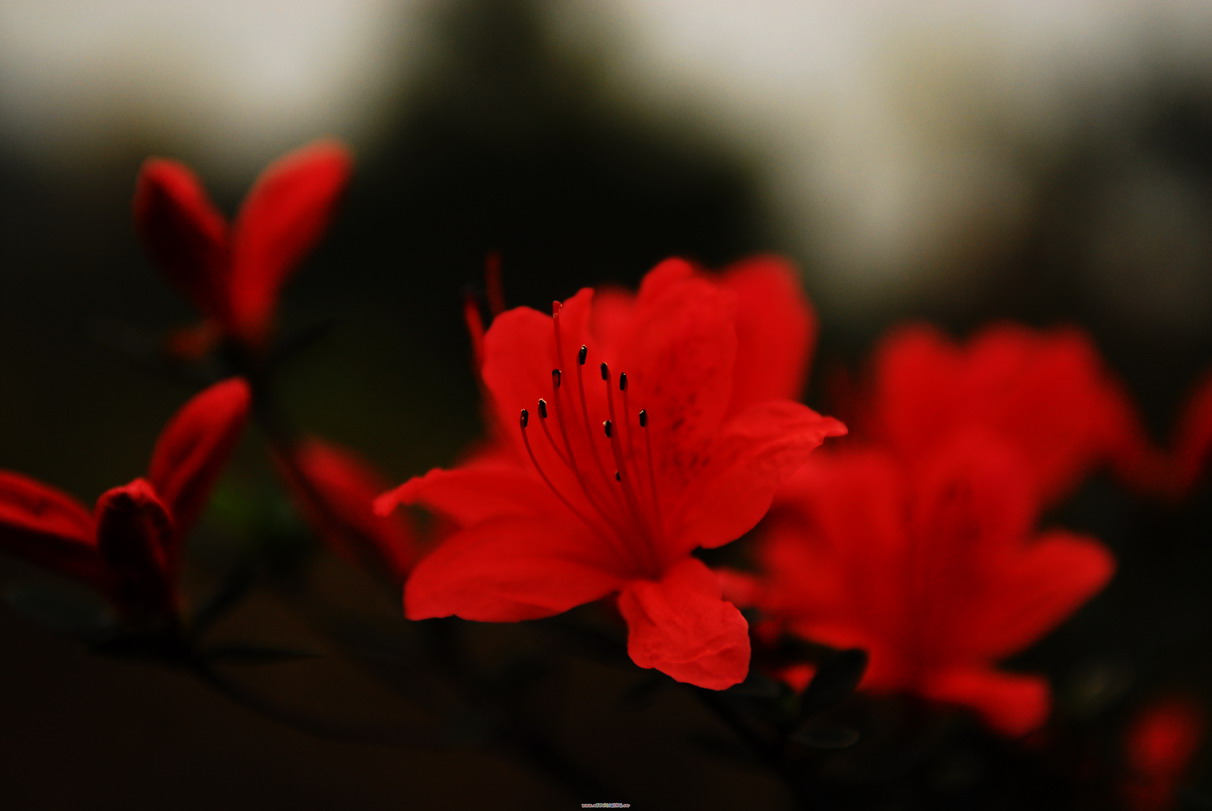 花花草草
