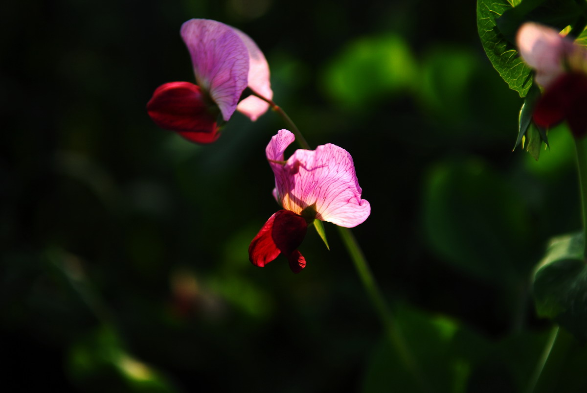 花花草草