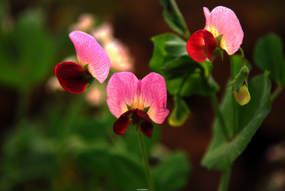 花花草草