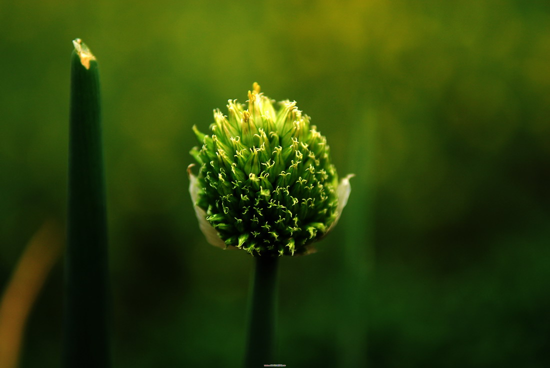 花花草草