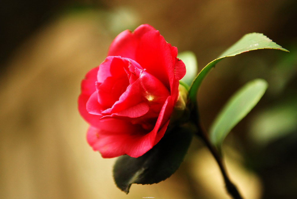 花花草草