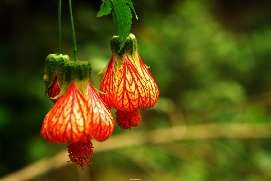 花花草草
