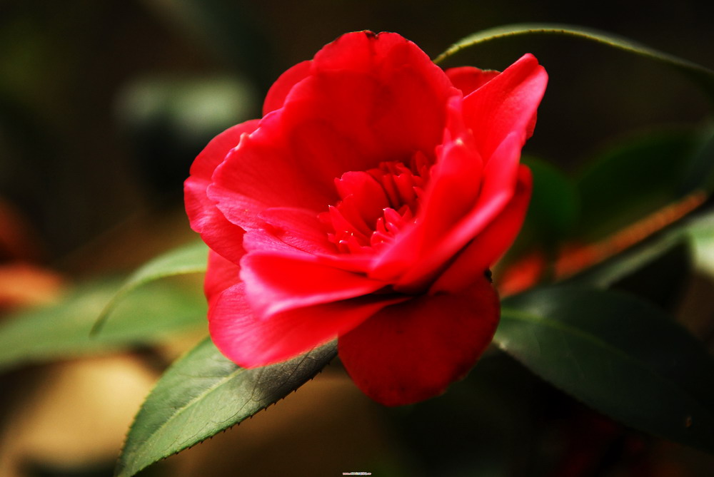 花花草草