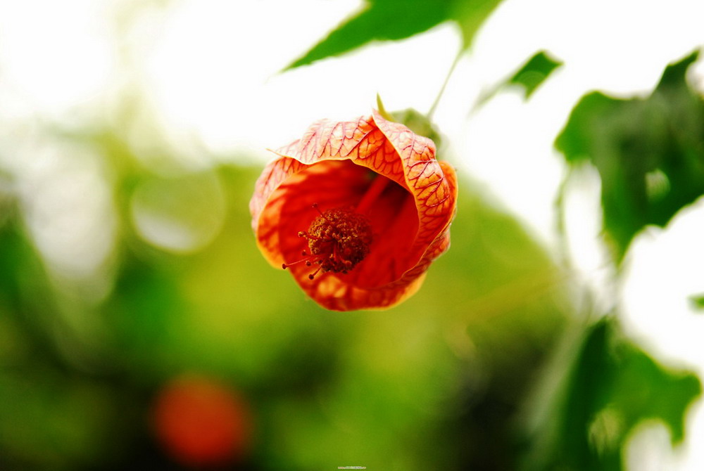 花花草草