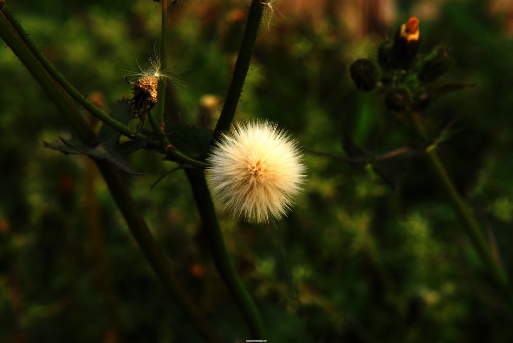花花草草
