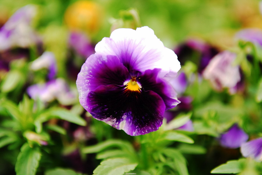 花花草草
