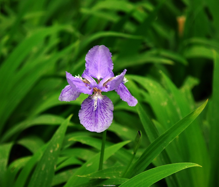 花花草草