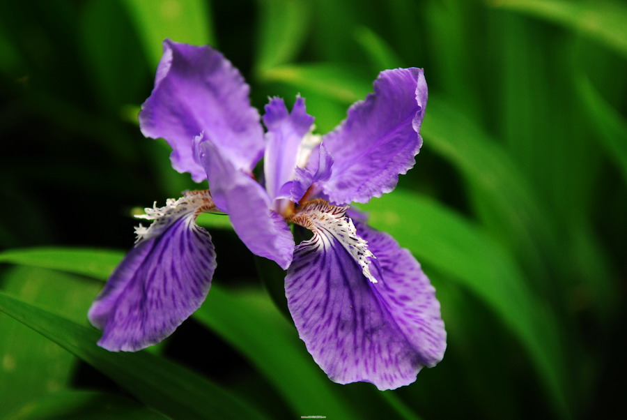 花花草草