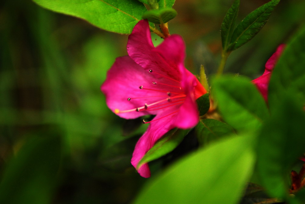 花花草草
