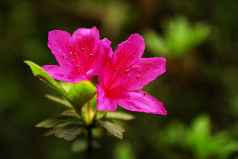 花花草草