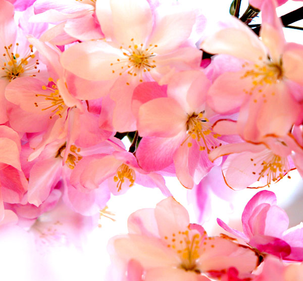 [原创]花之魅(组)1