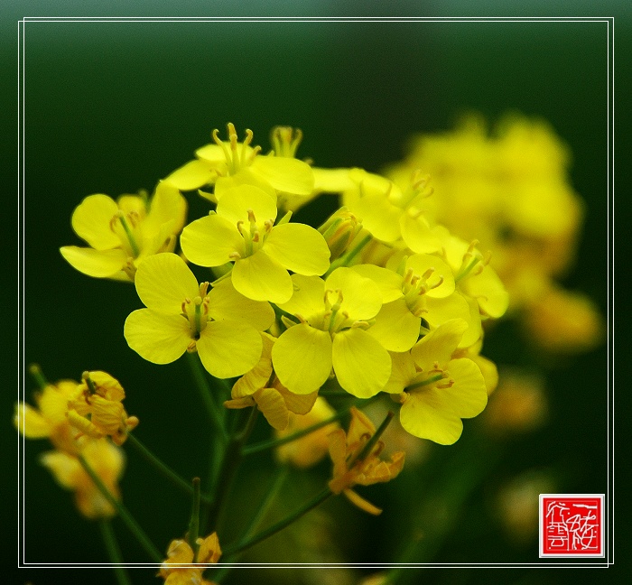 小花~
