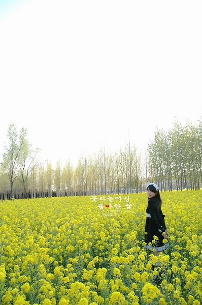 花仙子的第七個夢