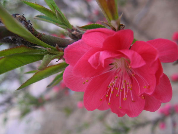 桃花艳