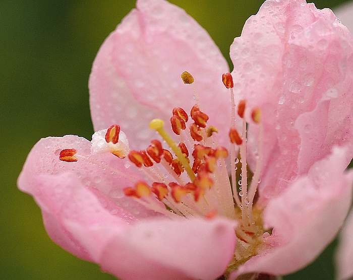 花之蕊