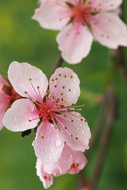 花之蕊