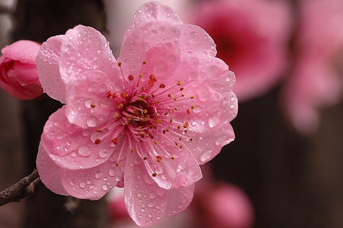 花之蕊