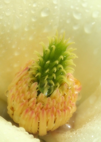 花之蕊
